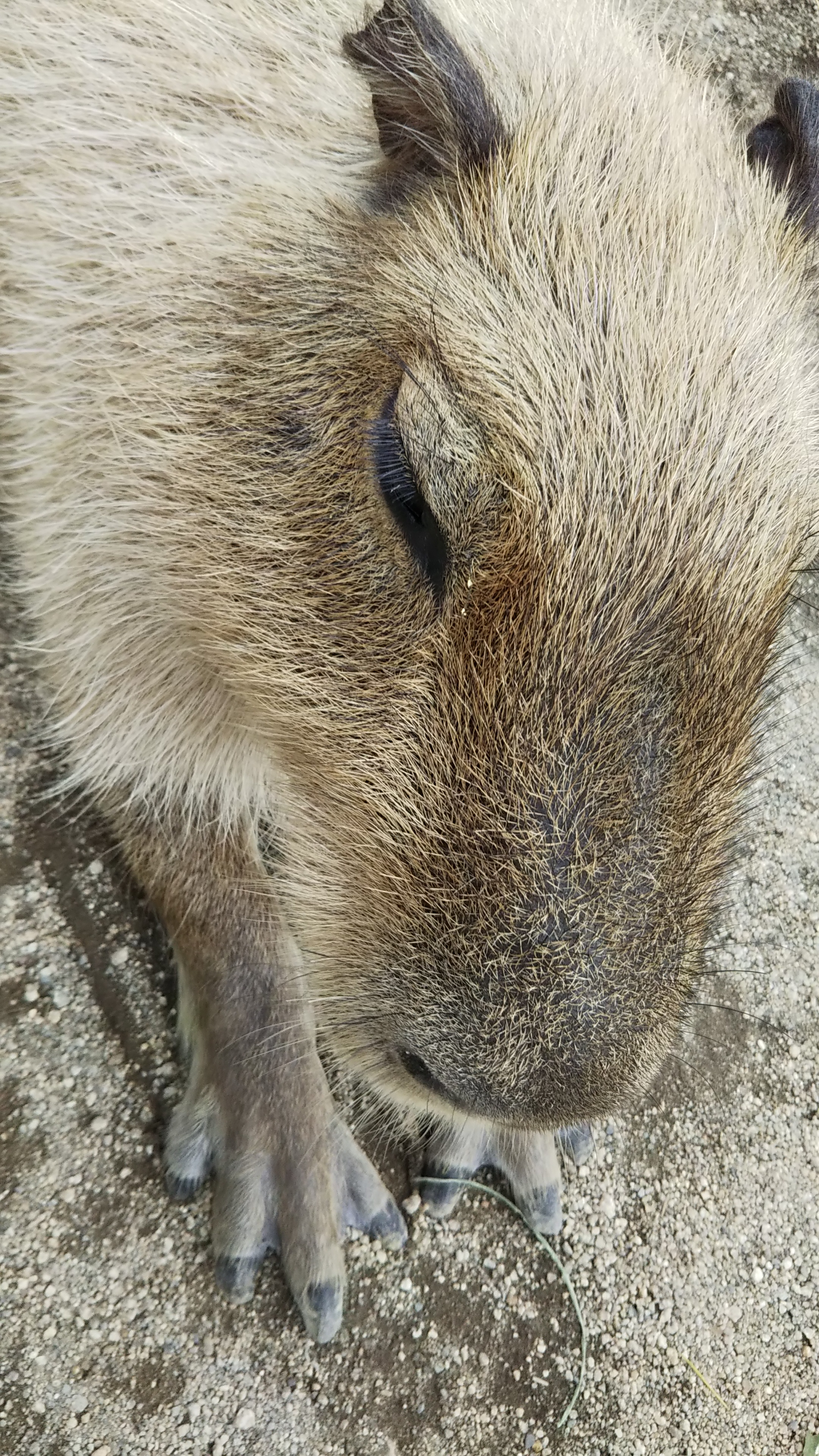 カピバラと触れあえる！「那須どうぶつ王国」～栃木県日帰り旅行～ ぼくのまちまで