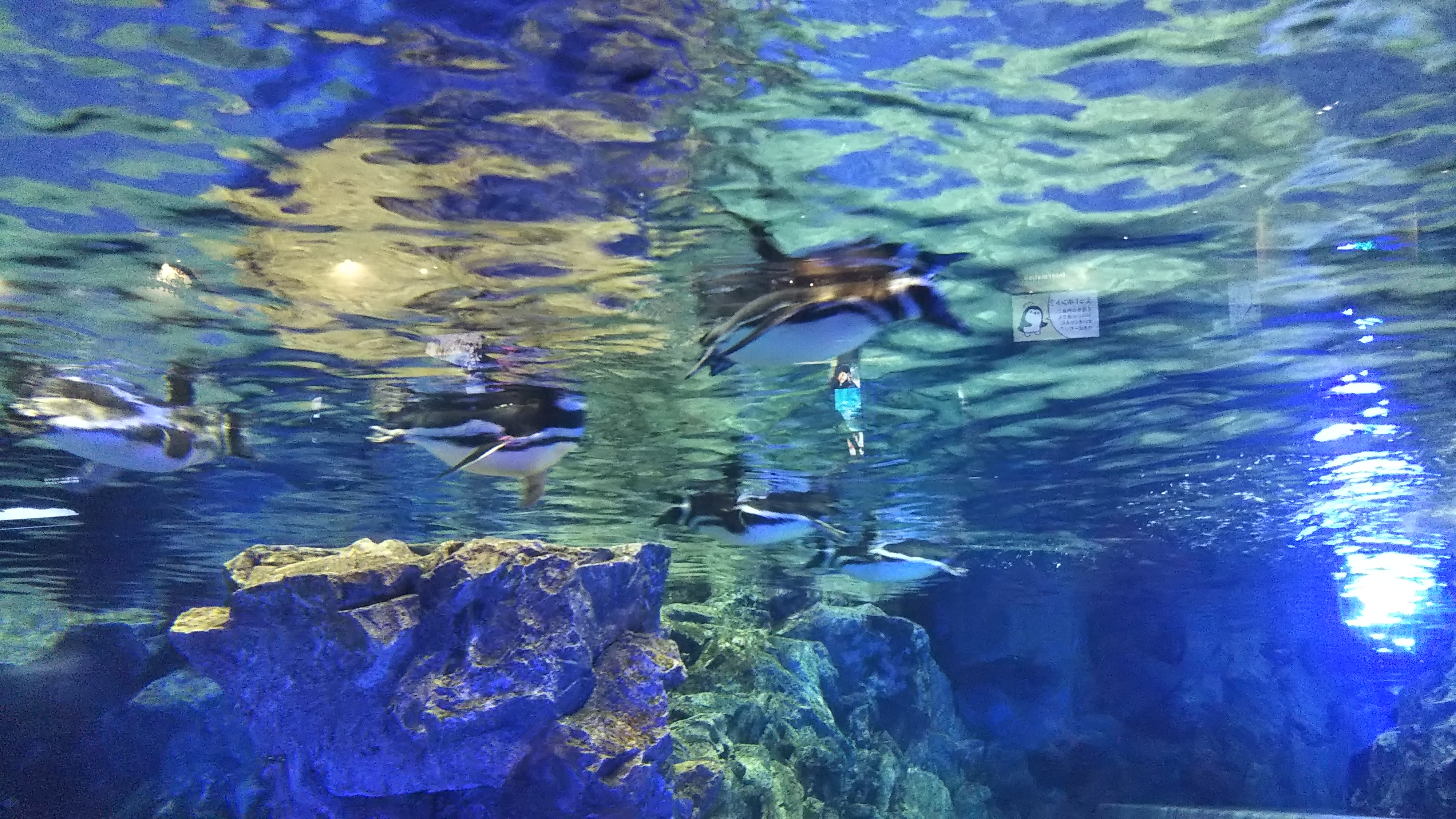 デートにもおすすめ ペンギンが間近で見られる すみだ水族館 はきれいで楽しい ぼくのまちまで